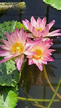 熱川バナナワニ園に投稿された画像（2025/10/21）