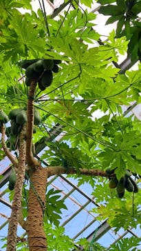 熱川バナナワニ園に投稿された画像（2025/10/21）