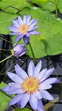 熱川バナナワニ園に投稿された画像（2025/10/21）