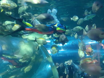 しながわ水族館に投稿された画像（2025/10/22）
