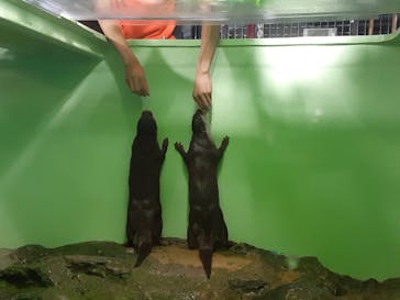 しながわ水族館に投稿された画像（2025/10/22）