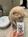 猫カフェモカ 京都河原町店に投稿された画像（2025/10/22）