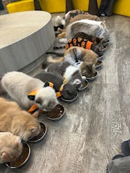 猫カフェモカ 京都河原町店に投稿された画像（2025/10/22）