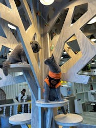 猫カフェモカ 京都河原町店に投稿された画像（2025/10/22）