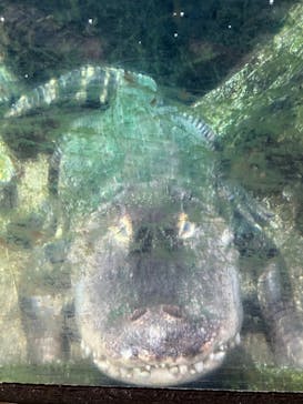 天王寺動物園に投稿された画像（2025/10/22）