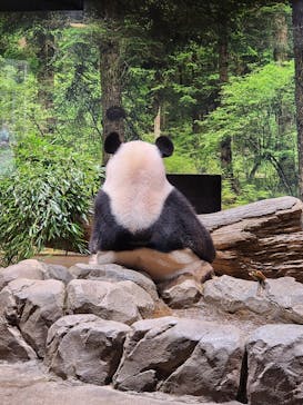 恩賜上野動物園に投稿された画像（2025/10/22）