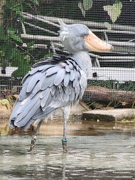 恩賜上野動物園に投稿された画像（2025/10/22）