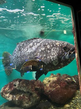 串本海中公園水族館に投稿された画像（2025/10/22）