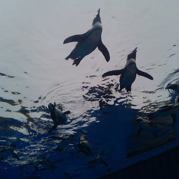 サンシャイン水族館に投稿された画像（2025/10/22）
