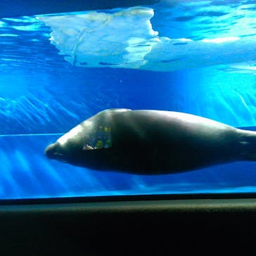 サンシャイン水族館に投稿された画像（2025/10/22）