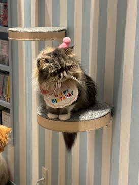 猫カフェモカ　イオンレイクタウン店に投稿された画像（2025/10/22）