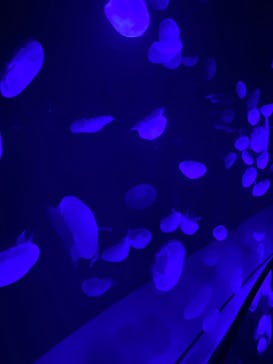 サンシャイン水族館に投稿された画像（2025/10/22）