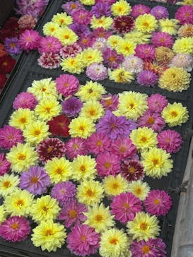 日本庭園　由志園に投稿された画像（2025/10/22）