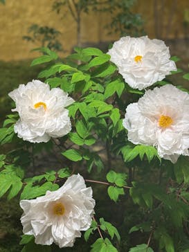 日本庭園　由志園に投稿された画像（2025/10/22）