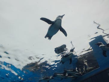 サンシャイン水族館に投稿された画像（2025/10/23）