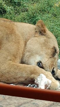 東京動物園協会_多摩動物公園に投稿された画像（2025/10/23）
