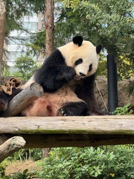 恩賜上野動物園に投稿された画像（2025/10/23）
