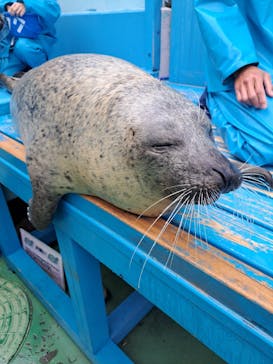 ゼロ距離水族館 伊勢シーパラダイスに投稿された画像（2025/10/23）