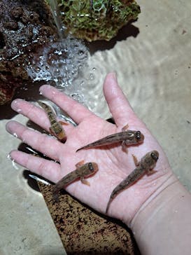 ゼロ距離水族館 伊勢シーパラダイスに投稿された画像（2025/10/23）