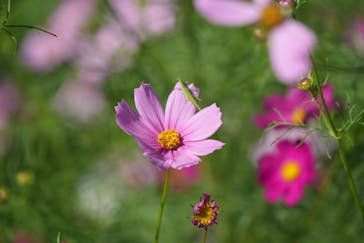 万博記念公園に投稿された画像（2025/10/23）