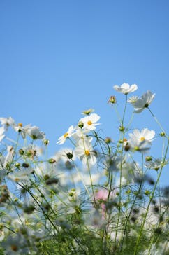 万博記念公園に投稿された画像（2025/10/23）