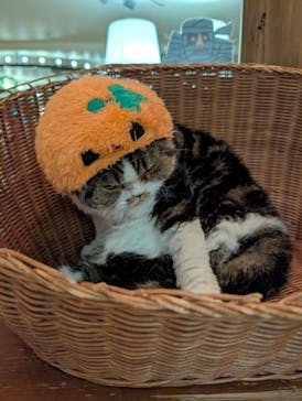 猫カフェモカ　池袋東口店に投稿された画像（2025/10/23）