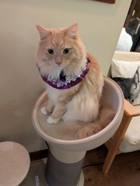 猫カフェモカ　池袋東口店に投稿された画像（2025/10/23）