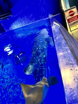 のとじま水族館に投稿された画像（2025/10/23）