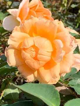 新宿御苑に投稿された画像（2025/10/23）