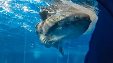 アクアワールド茨城県大洗水族館に投稿された画像（2025/10/23）