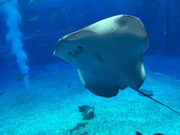 沖縄美ら海水族館に投稿された画像（2025/10/23）