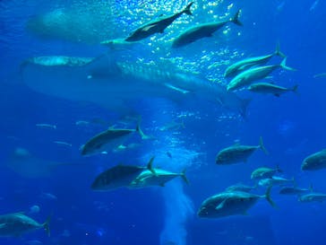 沖縄美ら海水族館に投稿された画像（2025/10/23）