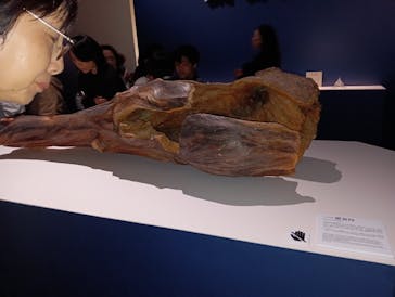 正倉院 THE SHOW ―感じる。いま、ここにある奇跡―　@上野の森美術館に投稿された画像（2025/10/23）