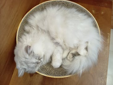 Cat Café MOFF SHIMINT HIROSHIMA店に投稿された画像（2025/10/23）