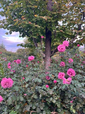 横浜イングリッシュガーデンに投稿された画像（2025/10/24）