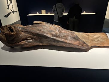 正倉院 THE SHOW ―感じる。いま、ここにある奇跡―　@上野の森美術館に投稿された画像（2025/10/24）