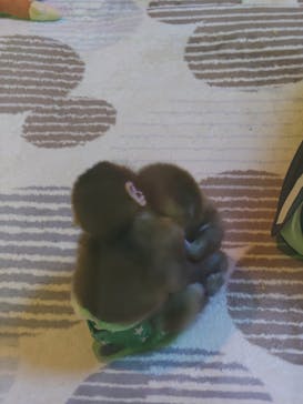 おさるランド＆アニタウン　日光さる軍団劇場に投稿された画像（2025/10/24）