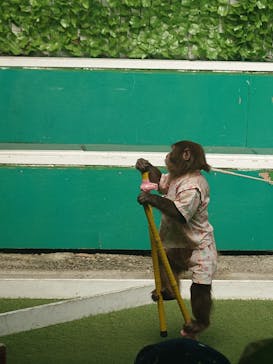 おさるランド＆アニタウン　日光さる軍団劇場に投稿された画像（2025/10/24）