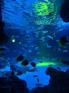 サンシャイン水族館に投稿された画像（2025/10/24）