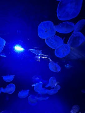 サンシャイン水族館に投稿された画像（2025/10/24）