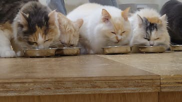 Cat Café MOFF つかしん店に投稿された画像（2025/10/24）