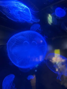 竹島水族館に投稿された画像（2025/10/24）