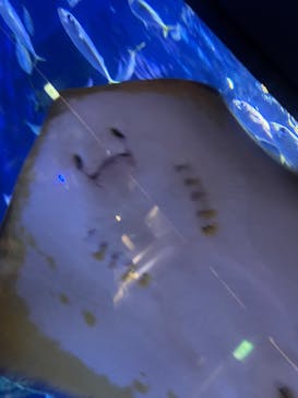 竹島水族館に投稿された画像（2025/10/24）
