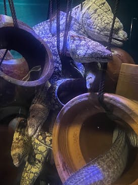 竹島水族館に投稿された画像（2025/10/24）