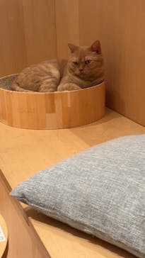 Cat Café MOFF 名古屋PARCO店に投稿された画像（2025/10/24）