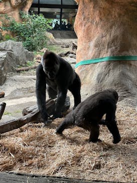 恩賜上野動物園に投稿された画像（2025/10/24）