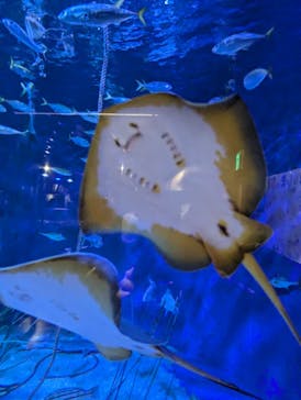 竹島水族館に投稿された画像（2025/10/24）