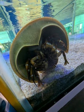 竹島水族館に投稿された画像（2025/10/24）