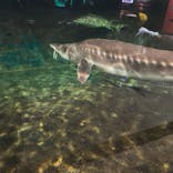 滋賀県立琵琶湖博物館に投稿された画像（2025/10/24）