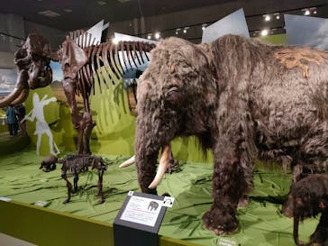 特別展「氷河期展 〜人類が見た4万年前の世界〜」（国立科学博物館）に投稿された画像（2025/10/24）